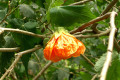 Chinese-Lantern-Flowering-Maple-Abutilon-x-hybridum-1