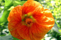 Chinese-Lantern-Flowering-Maple-Abutilon-x-hybridum-2