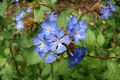 Chinese-Plumbago-Leadwort-Ceratostigina-willmottianum-Plumbaginaceae