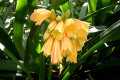 Clivia-cyrtanthiflora-Amaryllidaceae