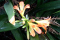 Clivia-x-cyrtanthiflora-Amaryllidaceae