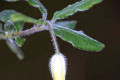 Common-Apple-Berry-Billardiera-scandens-Pittosporaceae-flower