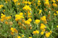 Common-everlasting-Chrysocephalum-apiculatum-Asteraceae