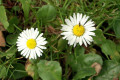 English-Daisy-Bellis-perennis-Asteraceae