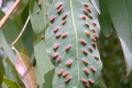 Eucalyptus-leaves-infected-with-leaf-galls