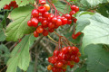 European-cranberry-bush-Viburnum-opulus-var-sargentii-edited