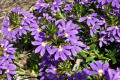 Fanflower-Purple-Fanfare-Scaevola-aemula-Goodeniaceae-1