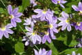 Fanflower-Purple-Fanfare-Scaevola-aemula-Goodeniaceae-2