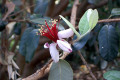 Feijoa-Pineapple-Guava-flower