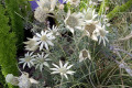 Flannel-Flower-Actinotus-helianthi-1