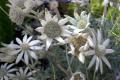 Flannel-Flower-Actinotus-helianthi-2