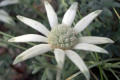 Flannel-Flower-Actinotus-helianthi-3