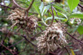 Fragrant-Knot-Edgeworthia-chrysantha-Red-Dragon