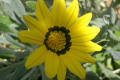 Gazania-African-Daisy