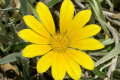 Gazania-rigens-cv-Yellow-Trailing-African-Daisy-Asteraceae