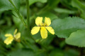 Goodenia-ovata-Hop-Goodenia-Myrtaceae