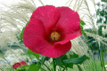 Hibiscus-Mallow