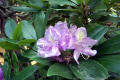 Rhododendron