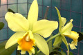 Cadmium-Light-Green-Elf-Blc-Brassolaeliocattleya