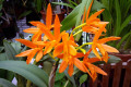 Chit-Chat-Tangerine-Lc-Laeliocattleya-2