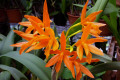 Chit-Chat-Tangerine-Lc-Laeliocattleya-3