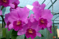 Little-Susie-Orchidglen-Lc-2