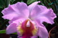 Lucky-Strike-Virapongse-Blc-x-Hawaiian-Angel-Blc