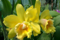 Waikiki-Gold-Lea-Blc