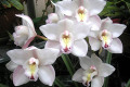 Cym-orchid-E-wedding