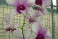 Youppadeewan-Orchidglade-2