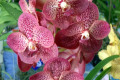 Ascda.-Ascocenda-Orchidglades-Gold-Sport-X-Vanda-Kasems-Delight