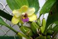 Bifrenaria-Harrisoniae-1