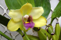 Bifrenaria-Harrisoniae-2