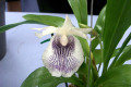 Cochleanthes-Amazing