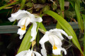 Coelogyne-cristata-2