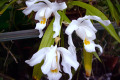 Coelogyne-cristata-3