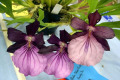 Milt.-Miltonia-Spectabilis-1