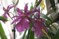 Milt.-Miltonia-Spectabilis-2