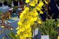 Onc.-Oncidium-Aloha-Iwanaga