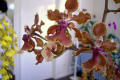 Onc.-Oncidium-Haematochilum-X-varicosum