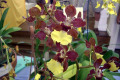 Onc.-Oncidium-Hampshire-Shield