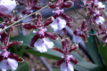 Onc.-Oncidium-Sharry-Baby-Sweet-Fragrance