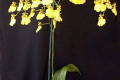 Oncidium-Dancing-Lady-1