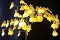 Oncidium-Dancing-Lady-2