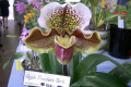 Paph.-Paphiopedilum-Flinders-Park