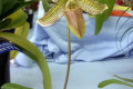 Paph.-Paphiopedilum-Spectral-Frieze-X-fairianum-1