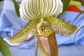 Paph.-Paphiopedilum-Spectral-Frieze-X-fairianum-2