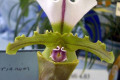 Paph.-Paphiopedilum-spicerianum