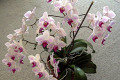 Phal.-K1-plant