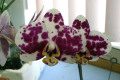 Phal.-Phalaenopsis-Join-King-X-Join-Angel